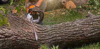 Best Tree Disease Treatment  in , WY