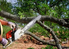 Best Emergency Tree Removal  in , WY