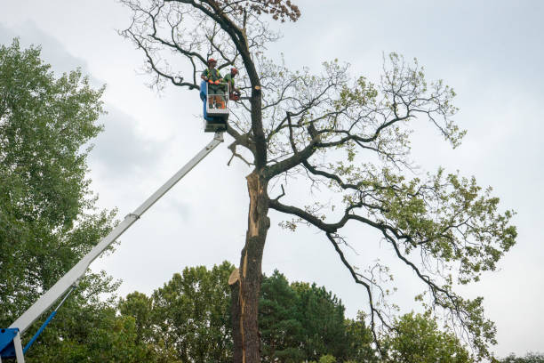  , WY Tree Services Pros